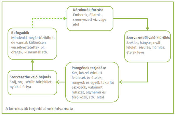 a kórokozók terjedése