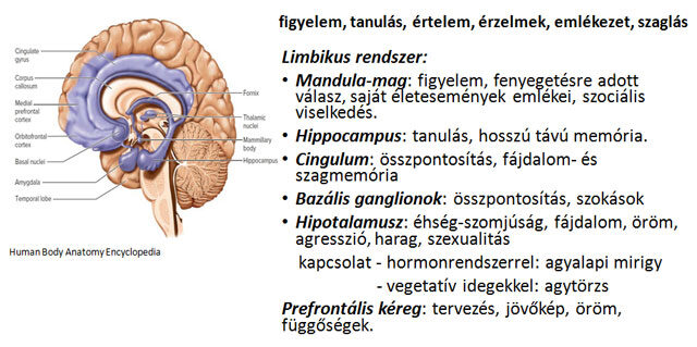 Limbikus rendszer és prefrontális lebeny