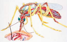 Malária oltás - Védettség a váltóláz, mocsári láz ellen