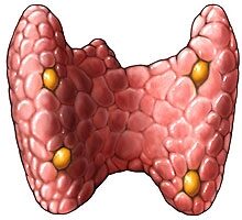 mellékpajzsmirigy adenoma műtét alkohol és propolis a prosztatitis kezelésére