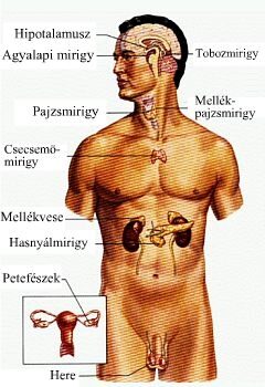 mellékvese adenoma tünetei)