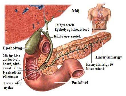 csípő dysplasia gipszkezelés