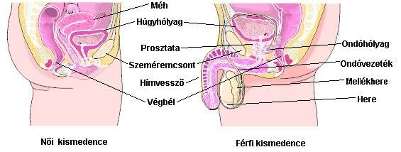 Vizelet-inkontinencia tünetei és kezelése