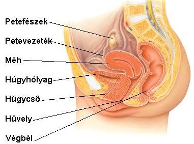 A belső női nemi szervek anatómiájának ábrázolása