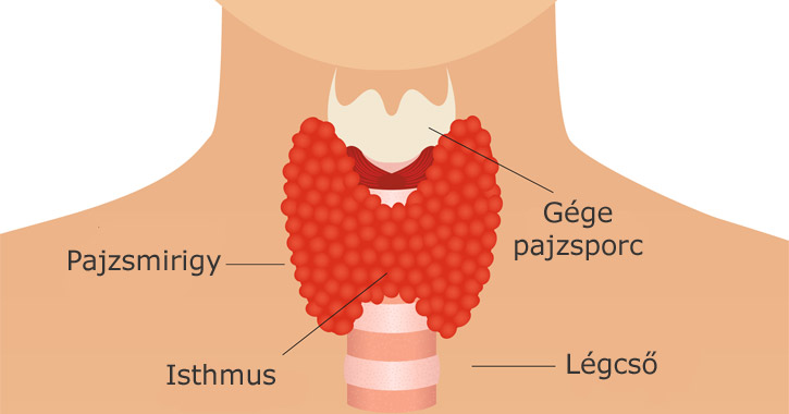 Pajzsmirigy alulműködés