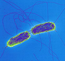 Salmonella typhi