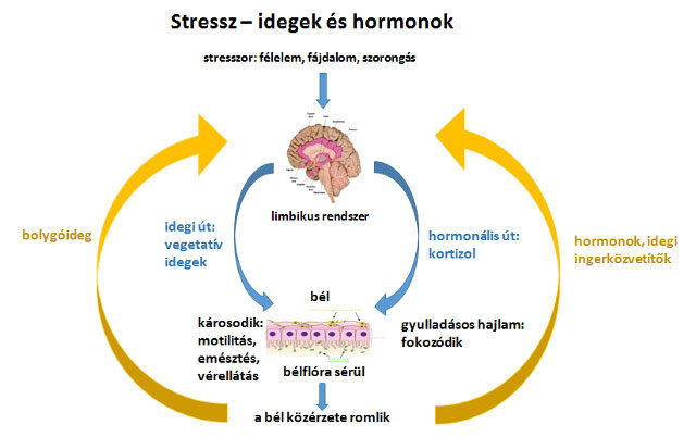 Stressz - idegek és hormonok