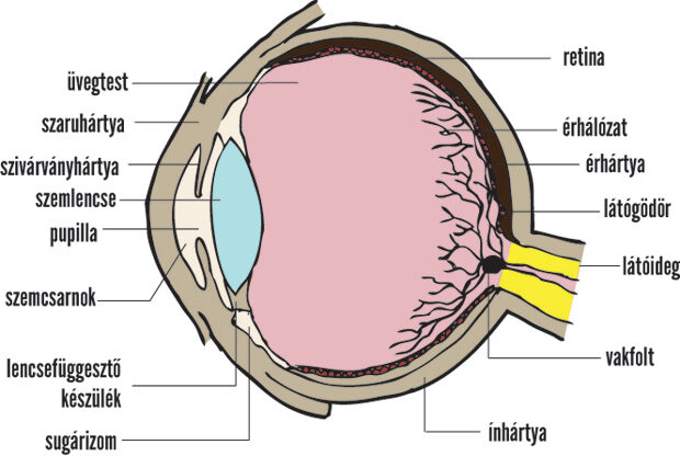 A szem felépítése