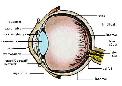 rövidlátás és glaukóma