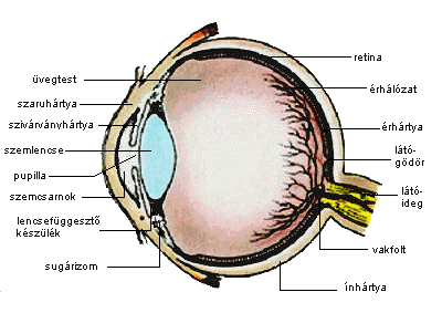 Az emberi szem sémás anatómiája; Kép forrása: https://www.mozaik.info.hu/Homepage/Mozaportal/index.php