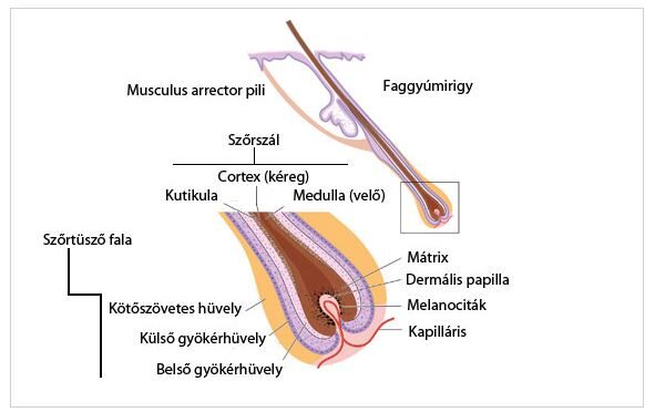 furunculus kezelés cukorbetegség)