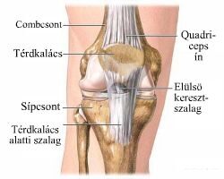 térd sérülés következményei)