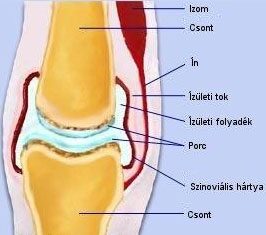 Fájó láb a térd- és a csípőízületben, A lábfájdalom oka sokszor a gerincben keresendő