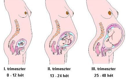 terhesség derékfájás második trimeszter)