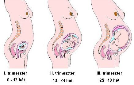 A terhesség szakaszai (trimeszterek)