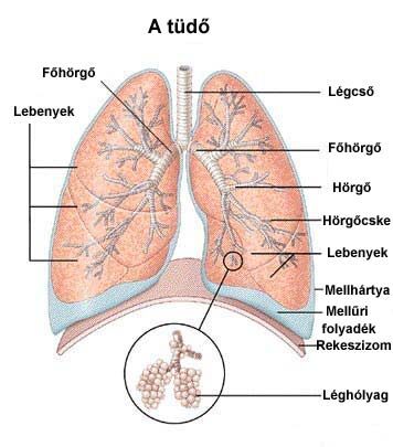 a dohányzással járó tüdőbetegségek)