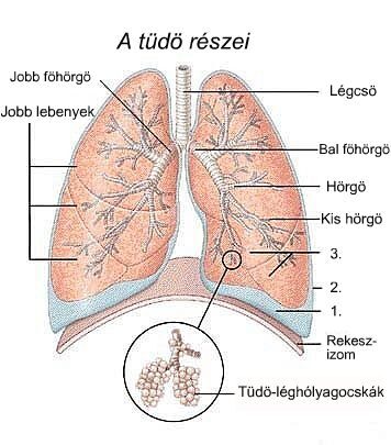 Tüdőfibrózis