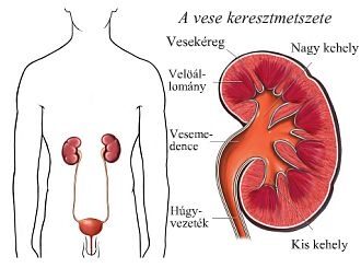 magas vérnyomás és vízhajtók