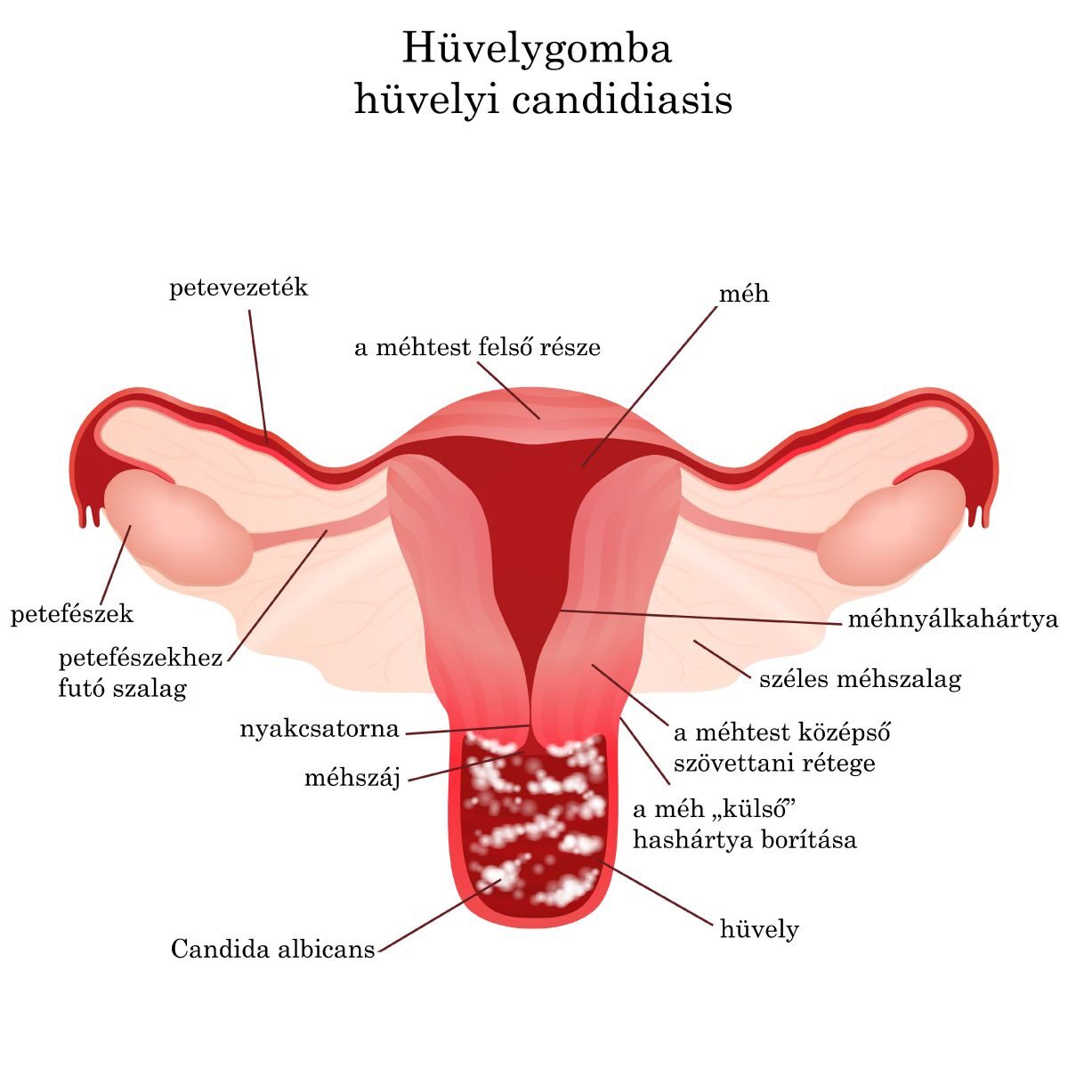 a cukorbetegség kezelése babbal hüvelyben)