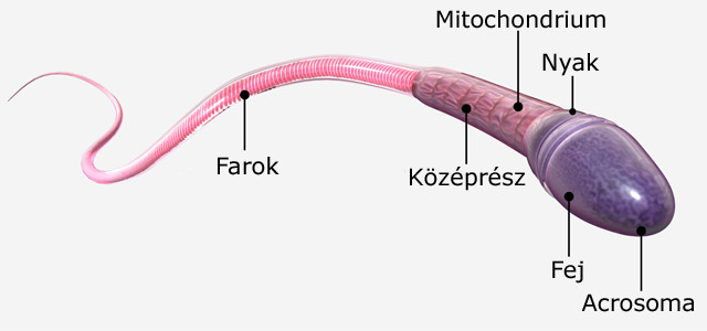 A végbélben lévő sperma gátolja az immunitást