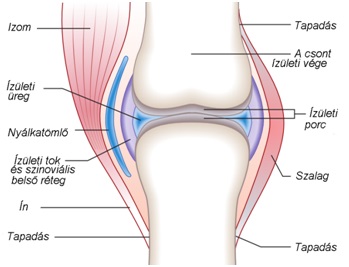 Az ízületek felépítése