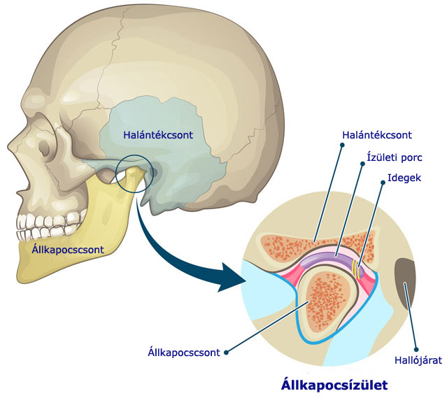 Állkapocs ízület anatómiai ábra