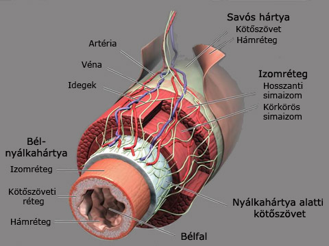 Ábra: bélfal anatómiai felépítése