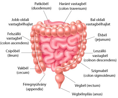 Bélrendszer anatómiája