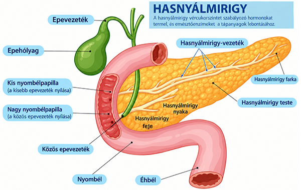 Hasnyálmirigy ábra