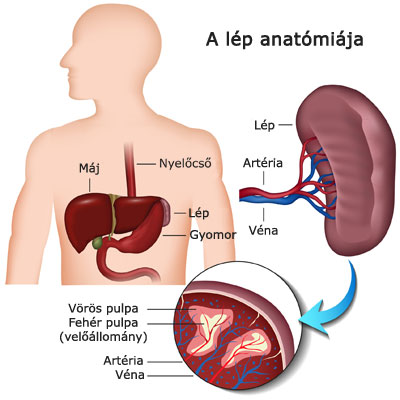 Lép anatómiai ábra