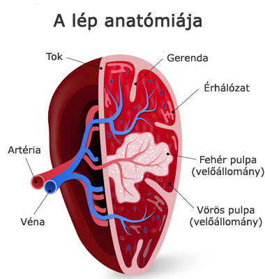 A lép anatómiája