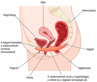 Női kismedence anatómiai ábra