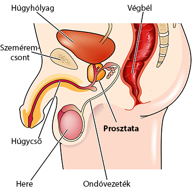 Férfi nemi szervek és a prosztata anatómiája