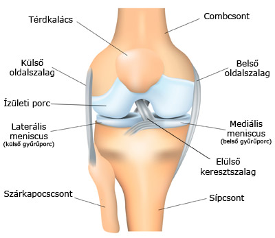 Térd anatómiai ábra