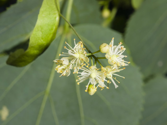 Kislevelű hárs (Tilia cordata)