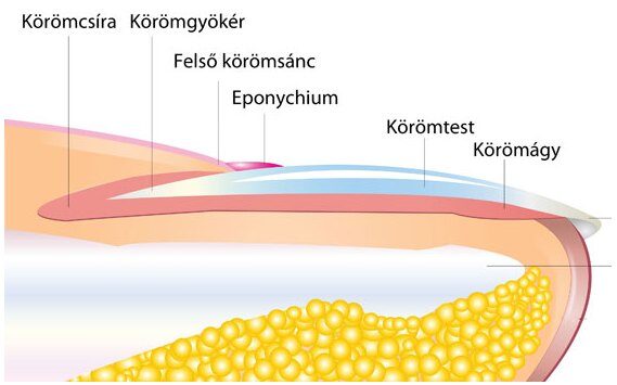 A köröm anatómiája