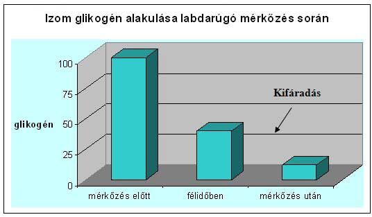 Izom glikogén alakulása labdarúgó mérkőzések során