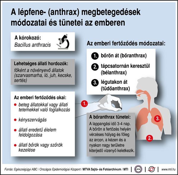 Lépfene infografika