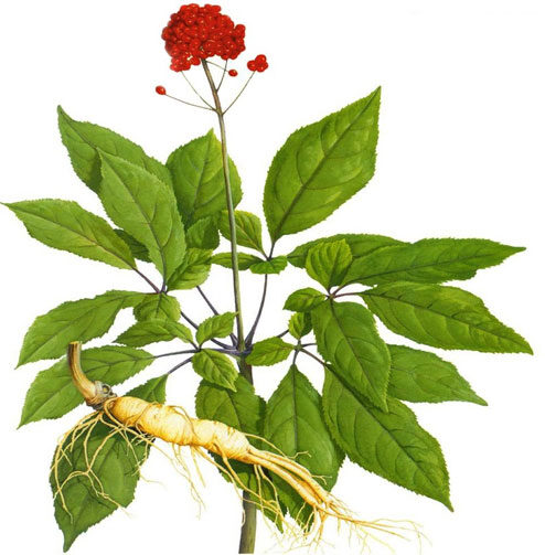 Ginseng növény