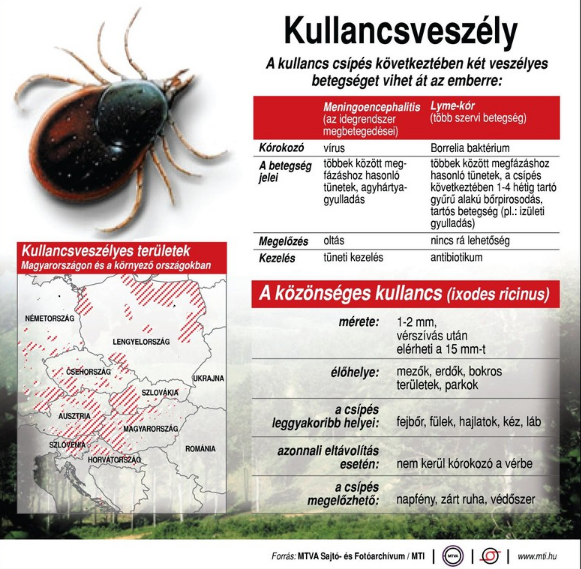 Kullancs infografika