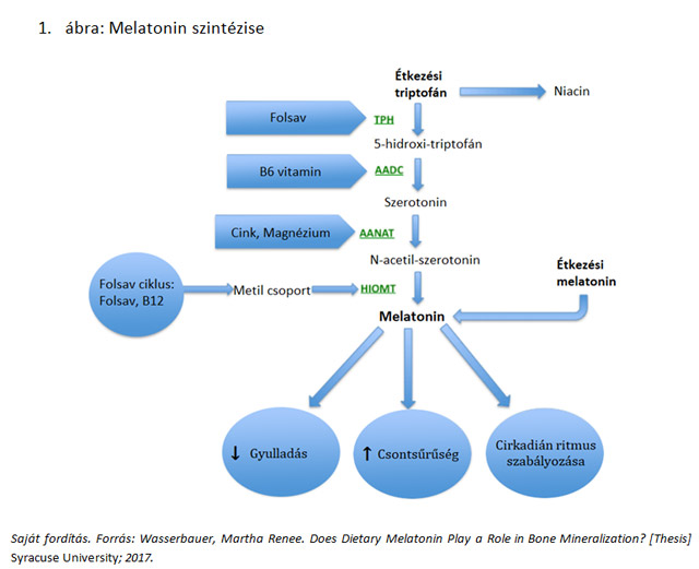 Melatoninszintézis