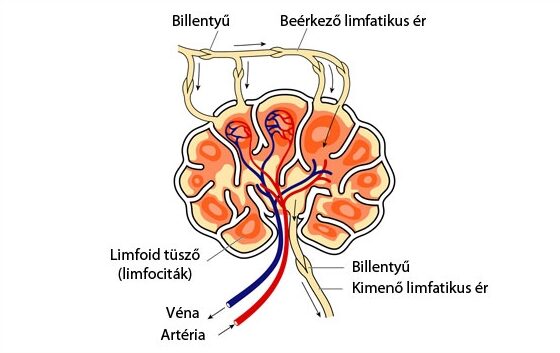 Lágyéki nyirokcsomó duzzanat