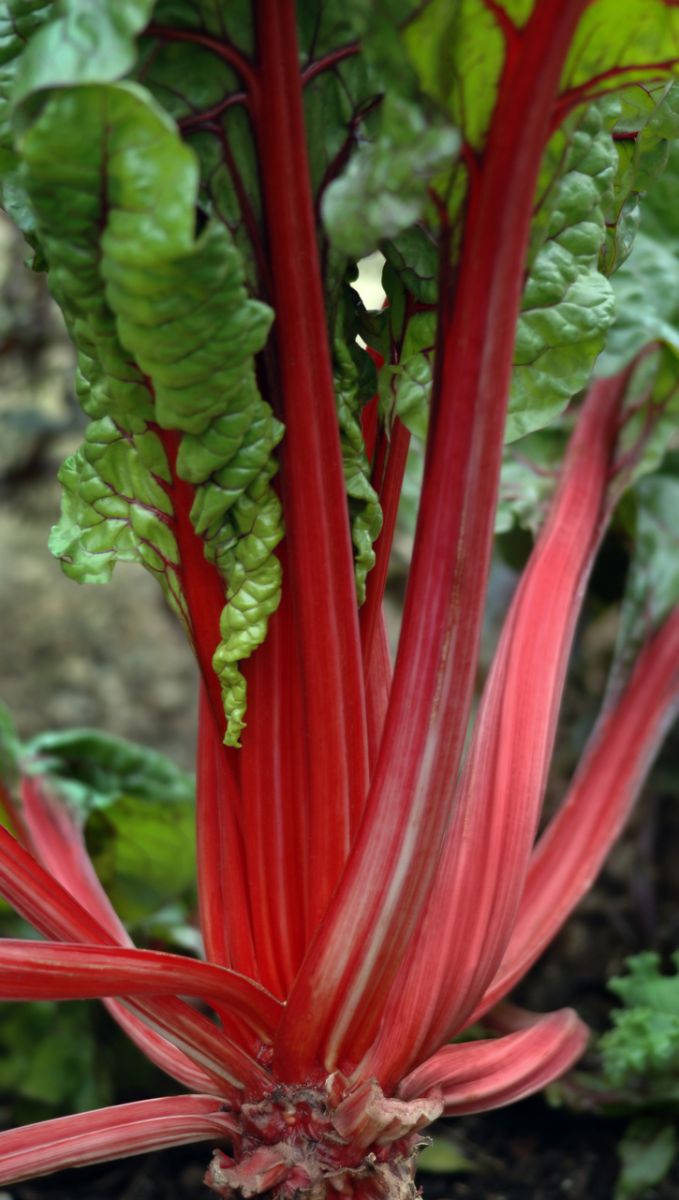Rebarbara