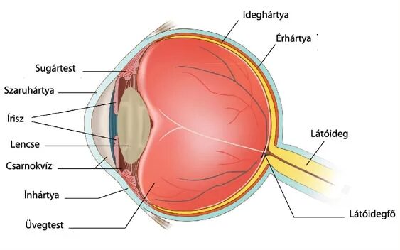 Miért vannak más szemek a látásra, Szem- és látásvédő vitaminok