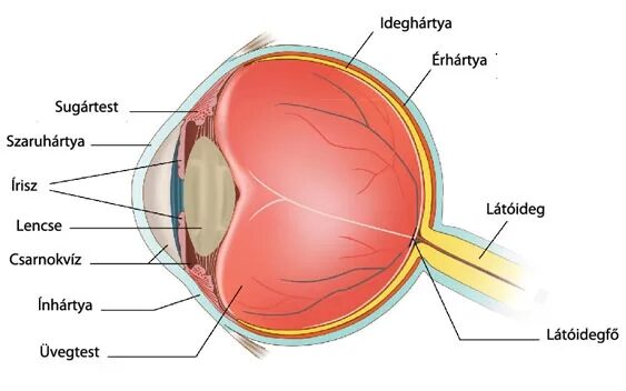 vakfoltok látása a myopia műtétjének legújabb módszere