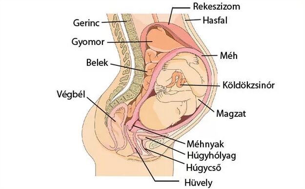 Derékfájás terhesség elején. Hogyan és hogyan lehet az artrózist kezelni