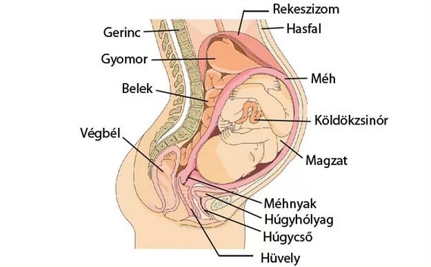 szeméremtest fájdalom terhesség alatt