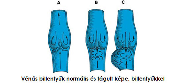 vénás keringés ábra