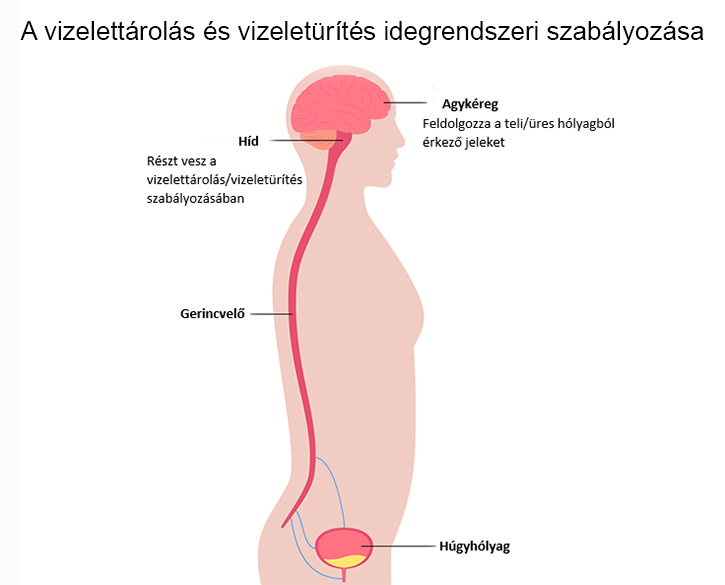 A vizelettárolás és vizeletürítés idegrendszeri szabályozása